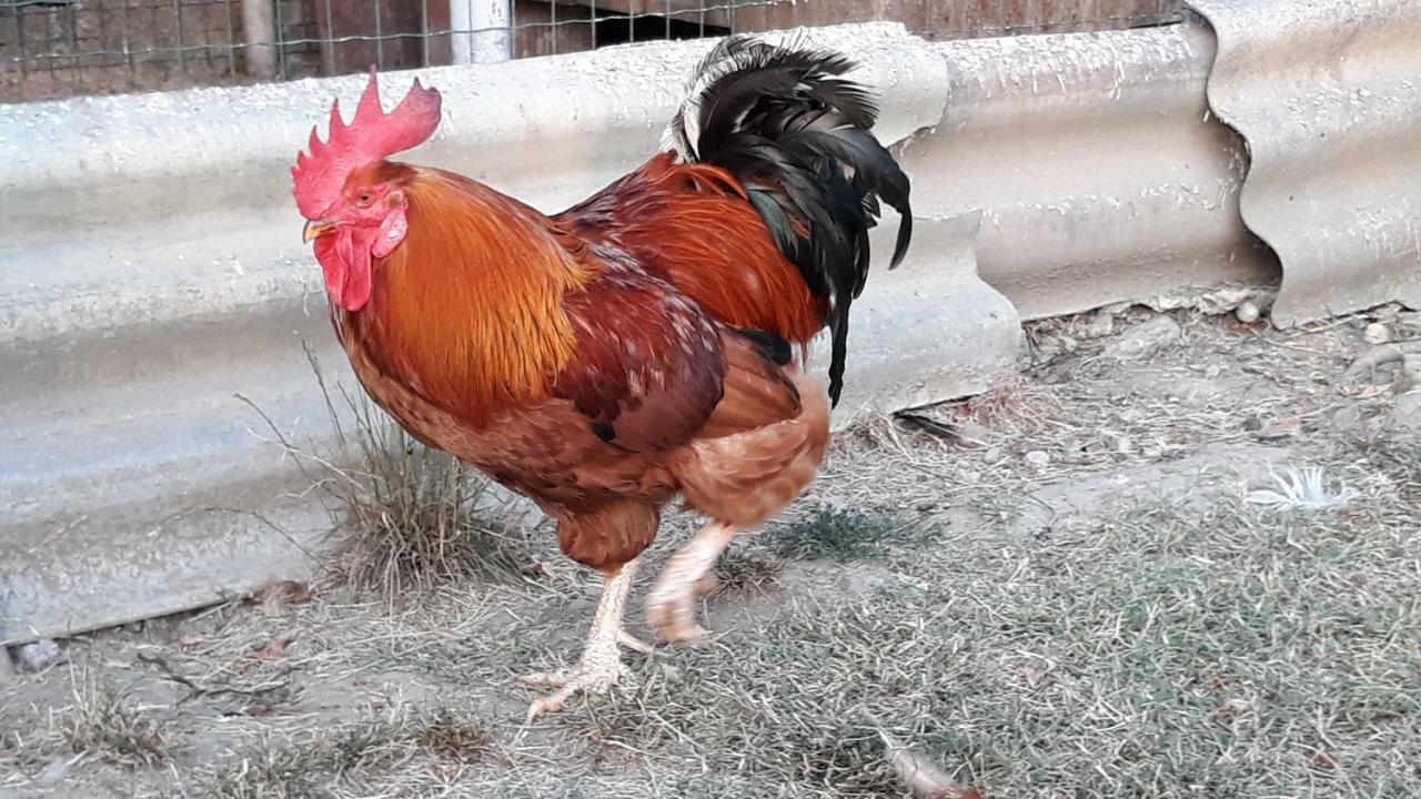 הוילה אנקראן House Barizoni מראה חיצוני תמונה